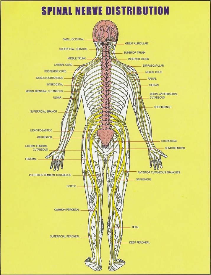 Chiropractic Hickory Flat GA Spinal Nerve Distribution