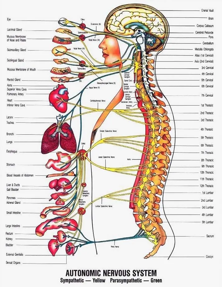 Chiropractic South Canton GA Autonomic Nervous System Poster
